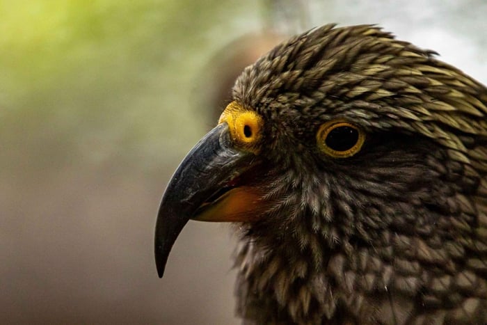 Kāpiti: Native Bird Encounter at Ngā Manu Nature Reserve