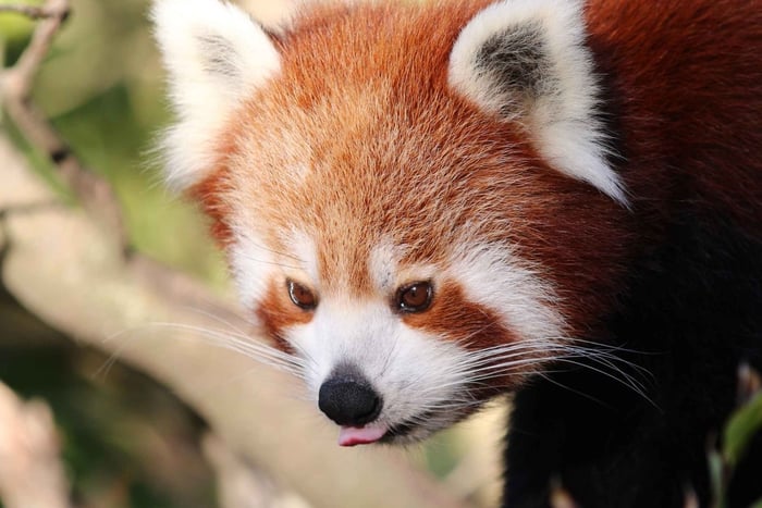 Biglietti d'ingresso generici per lo zoo di Wellington
