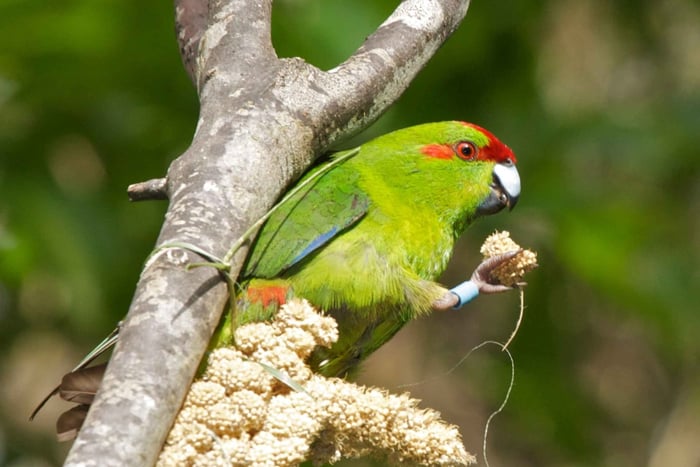 Zealandia bij daglicht
