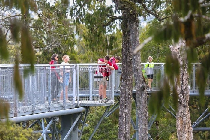 Hokitika: West Coast Treetop Walkway Pääsylippu: West Coast Treetop Walkway Pääsylippu
