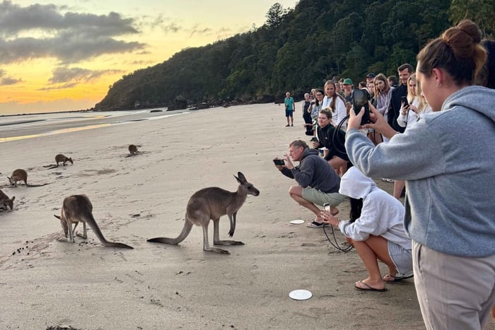 Airlie Beach: tour ecológico al amanecer con canguros y desayuno