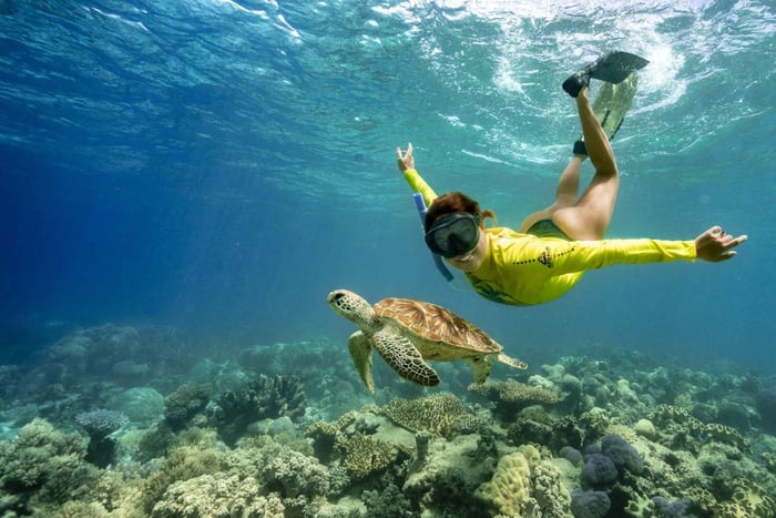 Cape Tribulation Ocean Safari - Great Barrier Reef Abenteuer