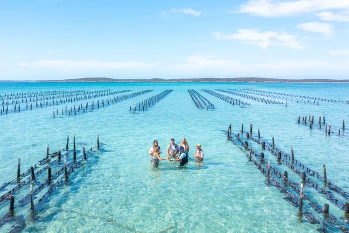 Coffin Bay: Tour in barca dell'allevamento di ostriche con trampolieri e 12 ostriche
