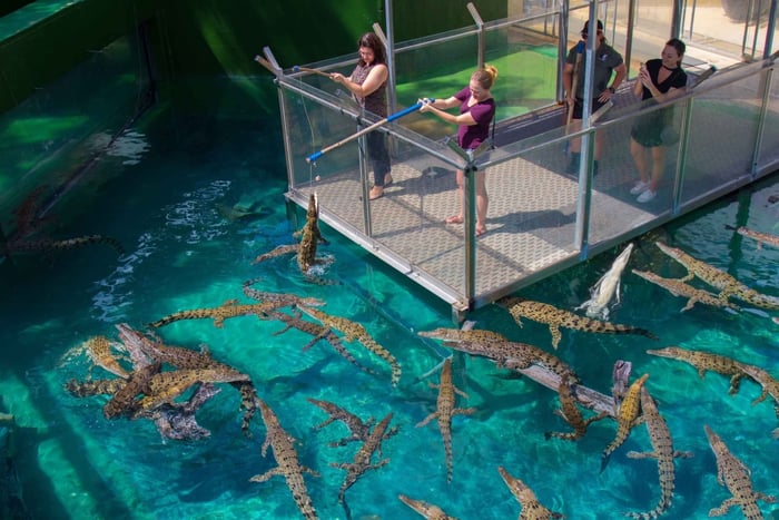 Crocosaurus Cove: General Admission Ticket & 360° Croc Views