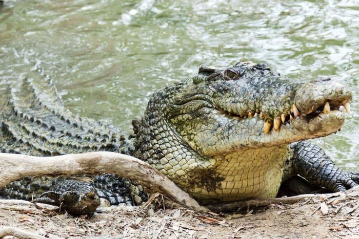 Daintree regenwoud: rivierrondvaart met krokodillen en wilde dieren