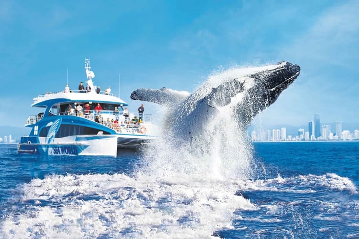 Gold Coast: Premium Whale Watching Cruise