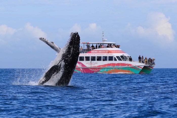 Hervey Bay: Halbtages-Whale-Watching-Bootsfahrt