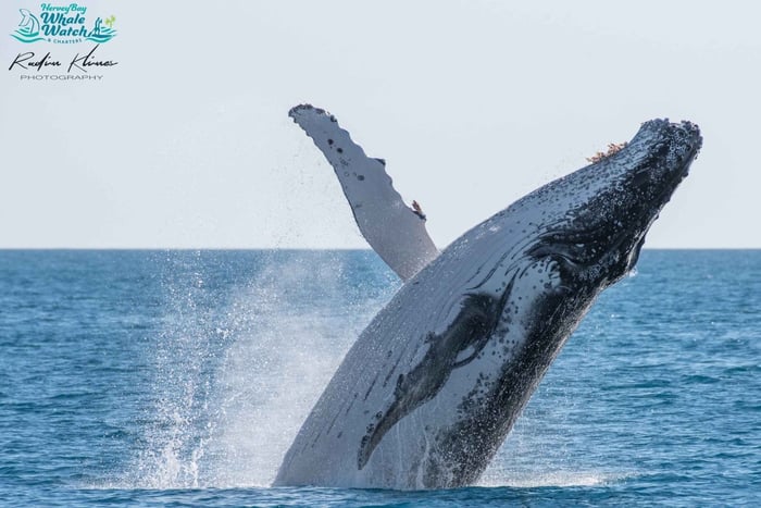 Hervey Bay: halve dagcruise om walvissen te spotten