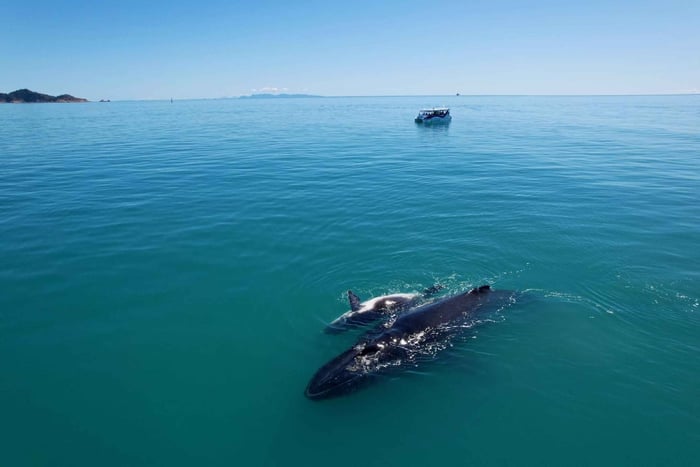 Magnetic Island: Sunset Whale Watching Cruise