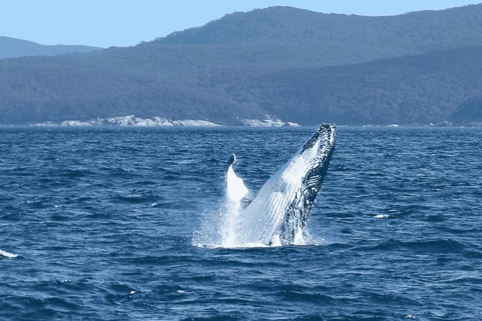 Melbourne: 6-hour Wilsons Prom Whale Watching