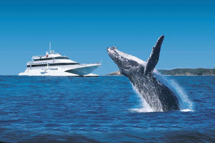 Moreton Eiland: Tangalooma Dagtrip & Walvistour