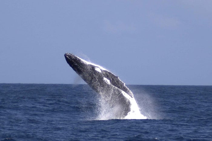 Moreton Island: Tangalooma Walbeobachtung & Delfinfütterung