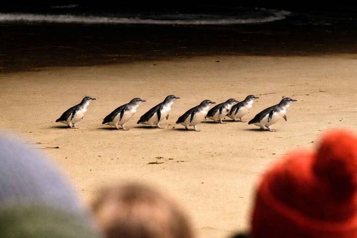 Pingvinparade på Phillip Island med lokal ekspertguide