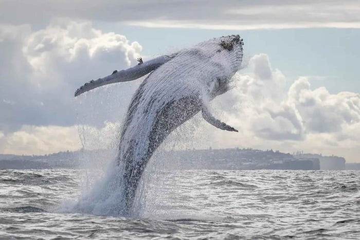 Sydney: 3-Hour Whale Watching Cruise with Tea and Coffee
