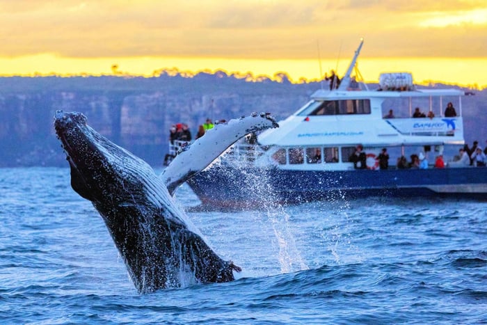 Sydney: Schitterende walvistour - Walvissen gegarandeerd