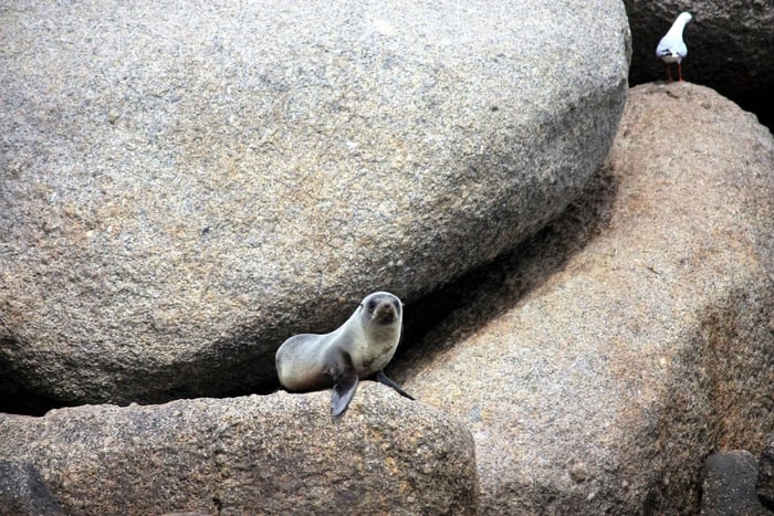 Victor Harbor: Zeehondeneiland cruise