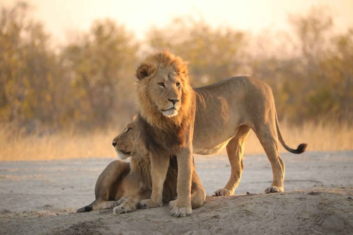 Chobe Day Trip - Chobe National Park - With Lunch(Buffet)
