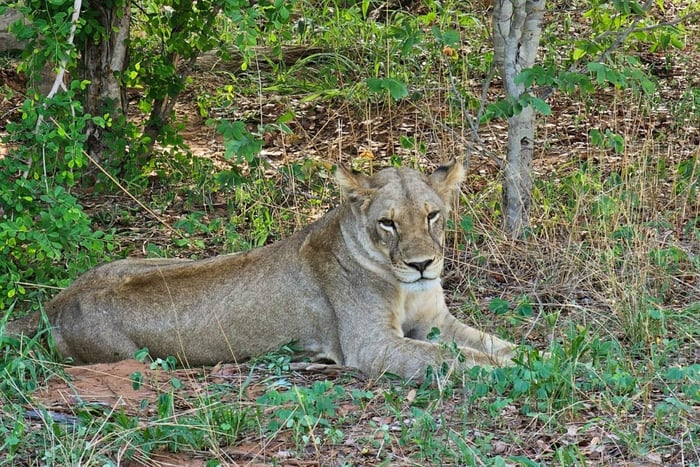 Viagem de um dia ao Parque Nacional de Chobe saindo de Livingstone e Victoria Falls