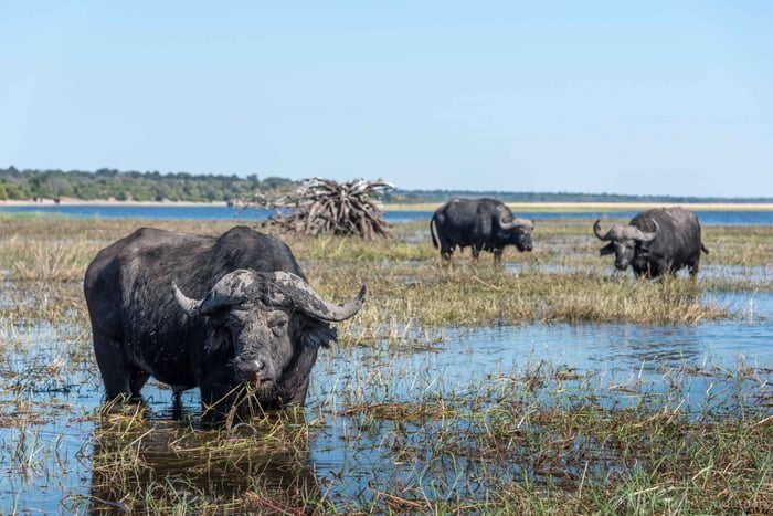 Chobe-kansallispuisto: Chobe: Päiväretki jokiristeilyllä