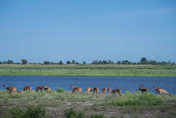 Chobe River Safari Cruise with Professional Guide