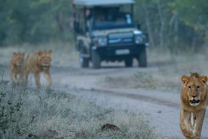 Chobe-Safari: Bootsfahrt, Pirschfahrt & Mittagessen vom Küchenchef