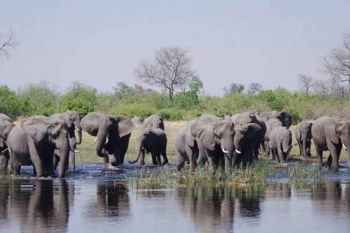Livingstonesta: Choben safarikierros, Boma-illallinen ja -esitys