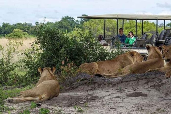 Fra Livingstone: Nattelivstur og heldagssafari til Chobe