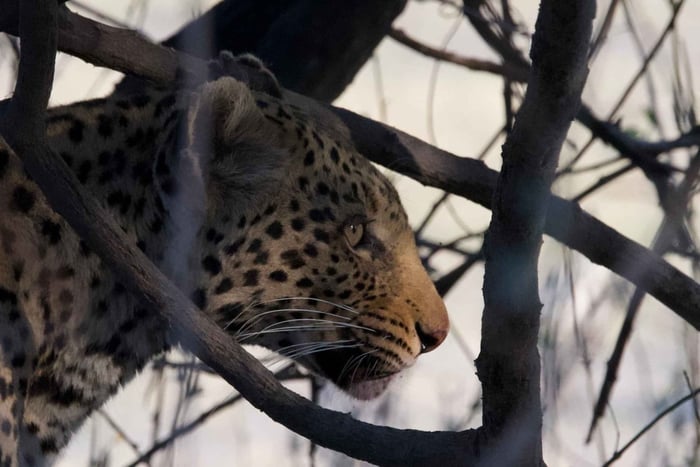 Park Narodowy Hwange i Wodospady Wiktorii – 4-dniowe safari