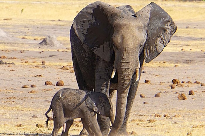 Kasane: Safári de 1 dia no Parque Nacional de Chobe com cruzeiro de barco e almoço