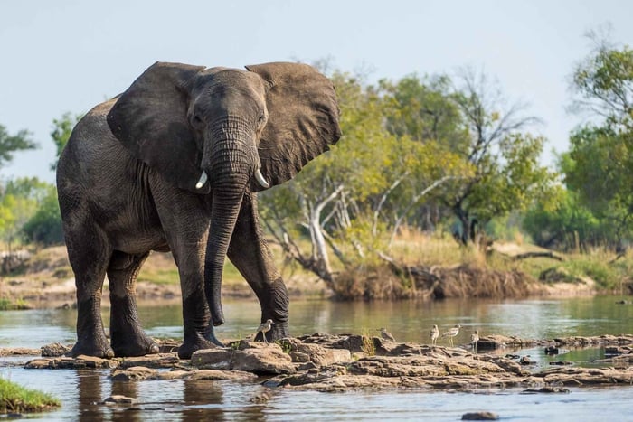 Livingstone: Vogelsafari & Nashorn-Safari-Tour