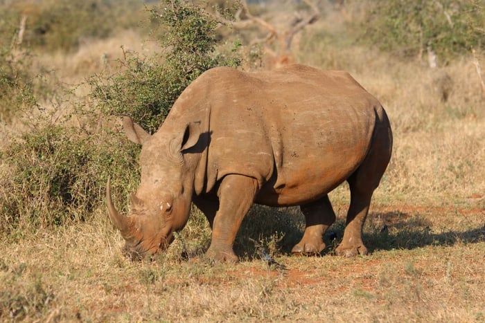 Livingstone: Halbtägiges Abenteuer im Mosi-oa-Tunya-Nationalpark