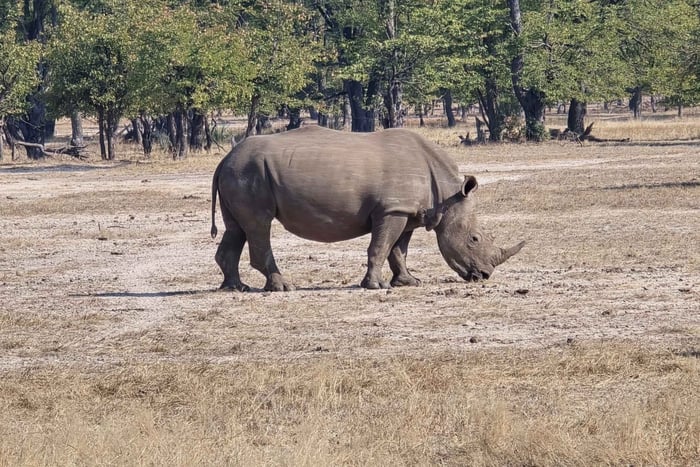 Livingstone: Mosi-oa-Tunya National Park White Rhino Tour