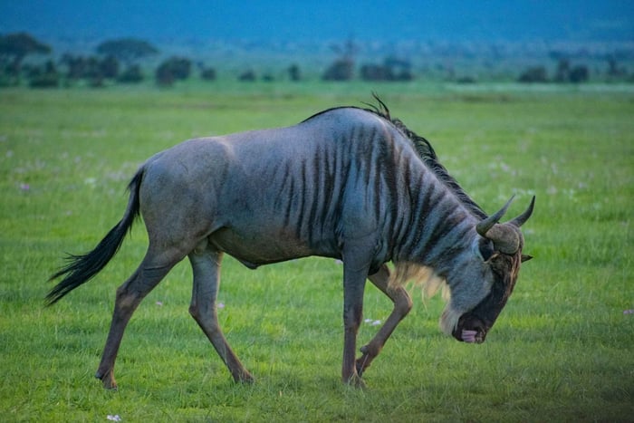 Lusaka: Lower Zambezi & Siavonga 5-Day Adventure Tour