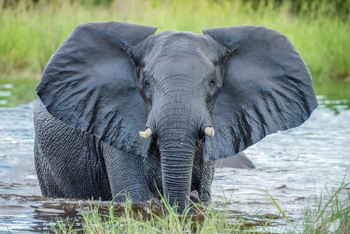 Splash & Safari: Devil's Pool & Chobe River Escapade