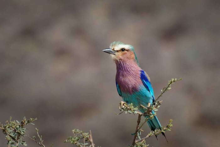Cataratas Vitória: observação de aves e experiência de safári fotográfico