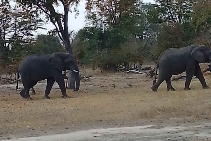 Victoria Falls: Ontmoeting met olifanten
