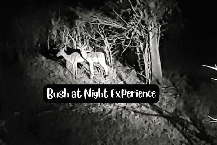 Cataratas Victoria: Experiencia de conducción nocturna