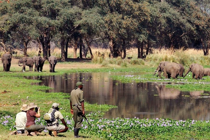 Kävelysafari