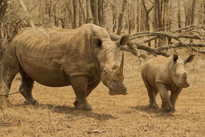 Safári na natureza de Lusaka – Passeio de aventura de 4 horas