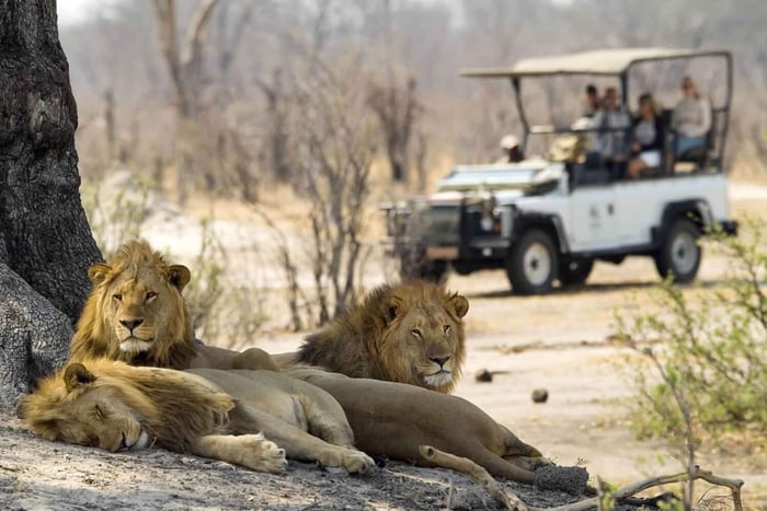 Sambesin kansallispuisto Game Drive