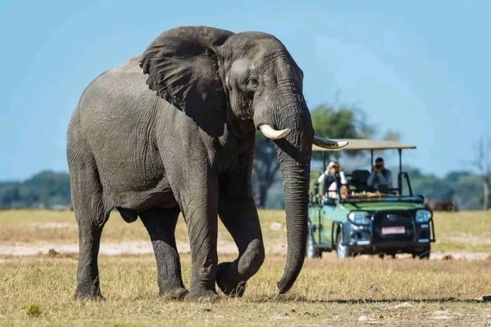 Zambezi: boottocht bij zonsondergang en wildsafari per jeep