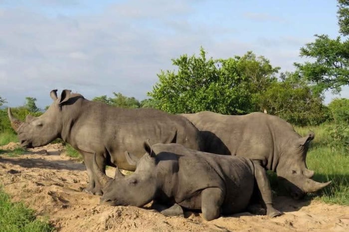Zambia and Botswana: 5-Day Safari