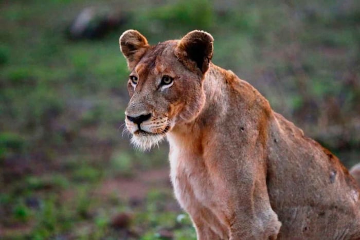Parc national de Chobe : 3 heures de safari en voiture