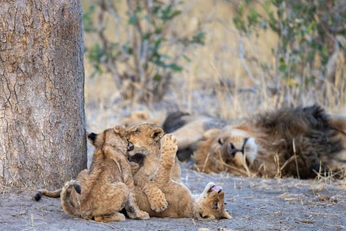 5-daags safaripakket Victoria Falls en Nationaal Park Chobe