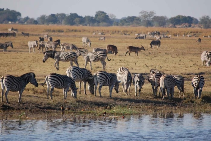 Safari de un día al Parque Nacional de Chobe desde las Cataratas Victoria
