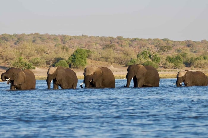 Viagem de um dia ao Parque Nacional Chobe