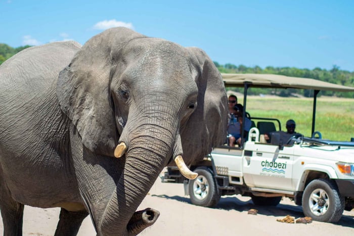 Fra Victoria Falls: Dagstur til Chobe, Botswana