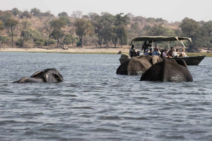 Safari d'une journée complète à Chobe depuis Victoria Falls