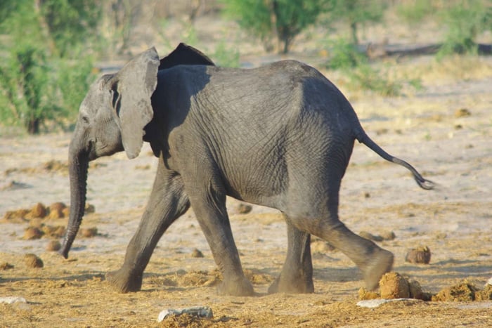 Safari d'une journée à Hwange