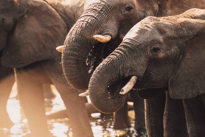 Hwange: Game Drive, Dinner, and Night Safari with Transfers